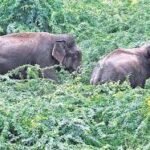 wild elephants