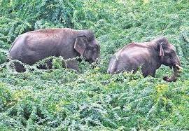 wild elephants