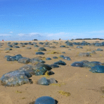 jellyfish