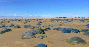 jellyfish
