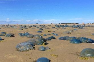 jellyfish
