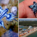 blue-dragon-found-in-chennai-kasimedu-beach-warning-to-public