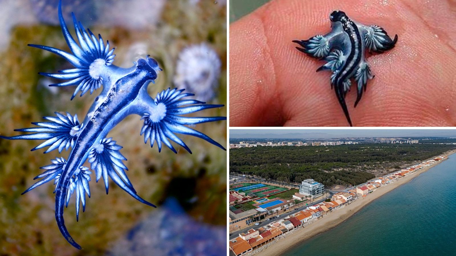 blue-dragon-found-in-chennai-kasimedu-beach-warning-to-public